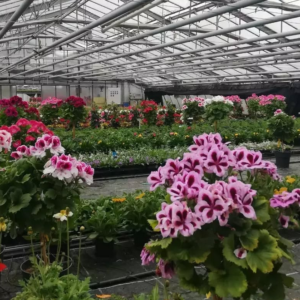 „Pflanz dir was Schönes“